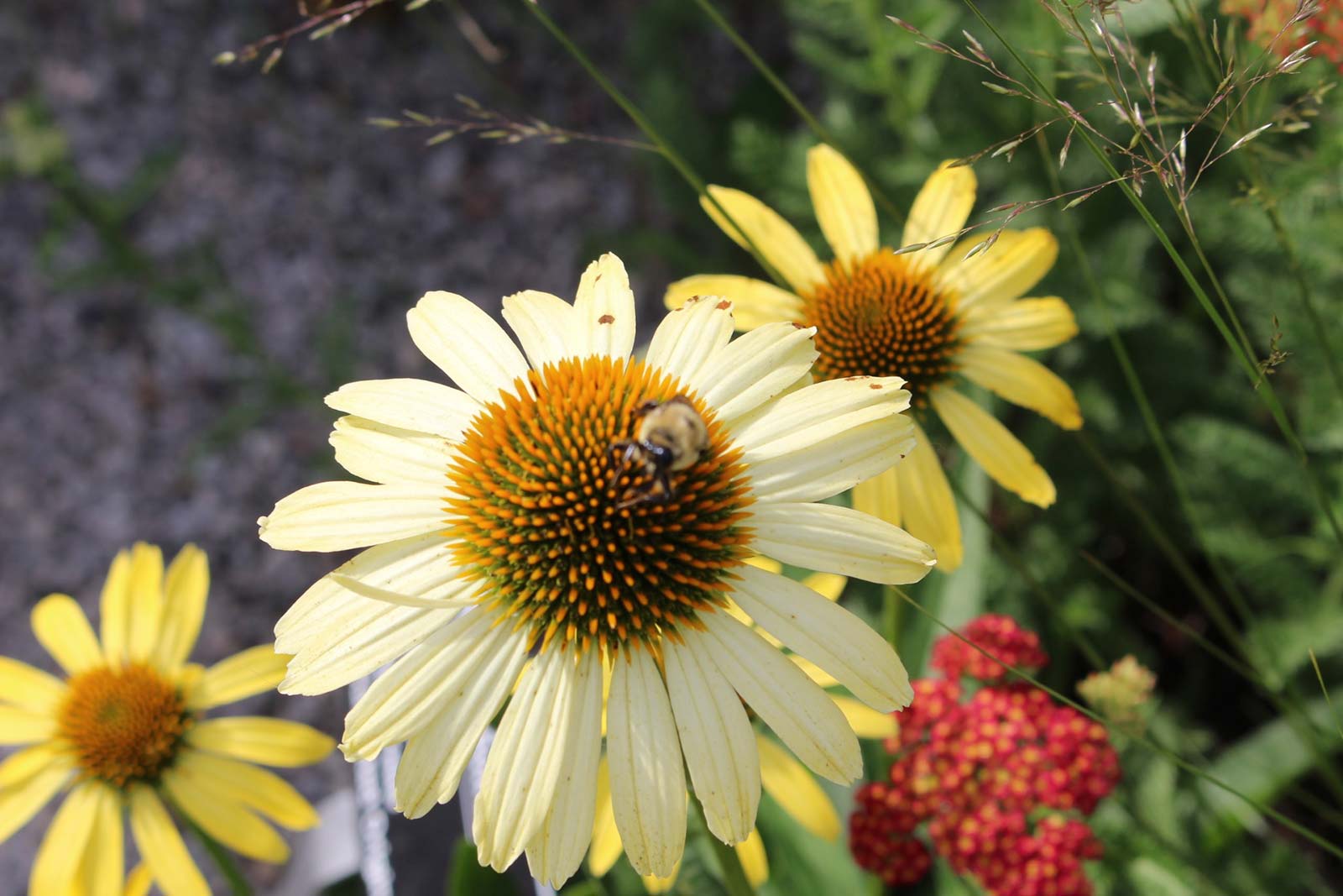 Flowers