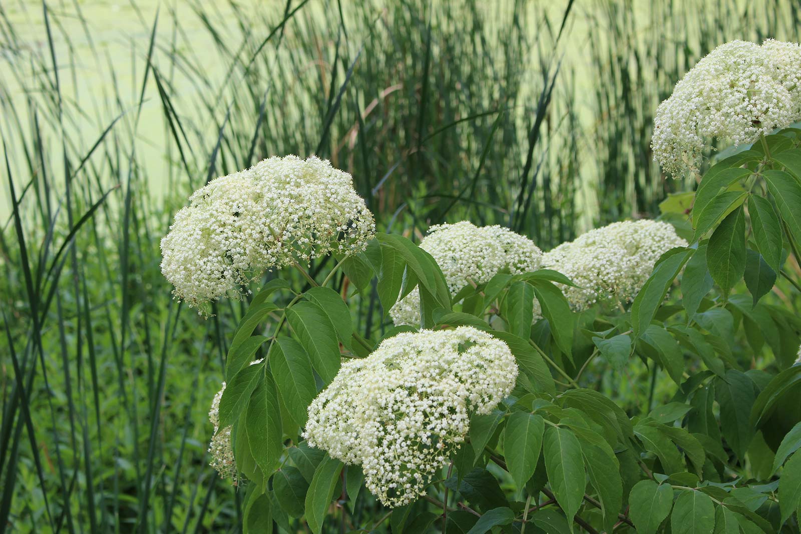 Field of flowers